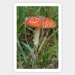 Fungi - Adelaide Hills - Fleurieu Peninsula by South Australian artist Avril Thomas Sticker